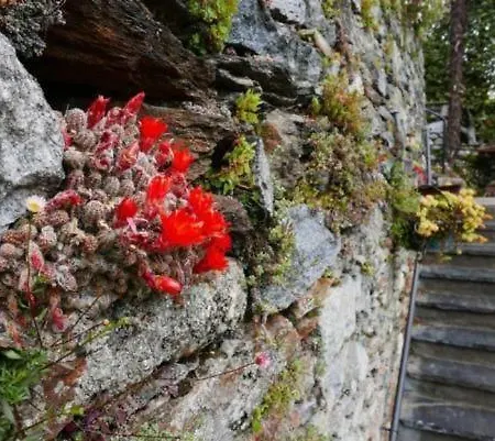 Casa Fiore * Brissago